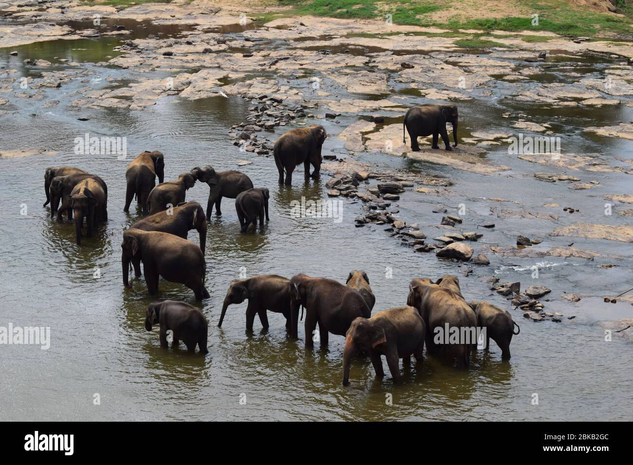 Orphelinat d'éléphant de Pinnawala. A environ 100 km de Colombo. Le meilleur de Sri Lanka. Peut voir le troupeau d'éléphants et peut impliquer avec leurs activités quotidiennes. Banque D'Images