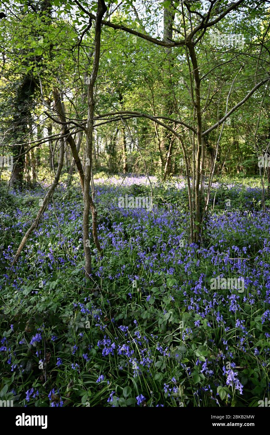 Bois de Bluebell. Racines Cray Meadows, Sidcup, Kent. ROYAUME-UNI Banque D'Images