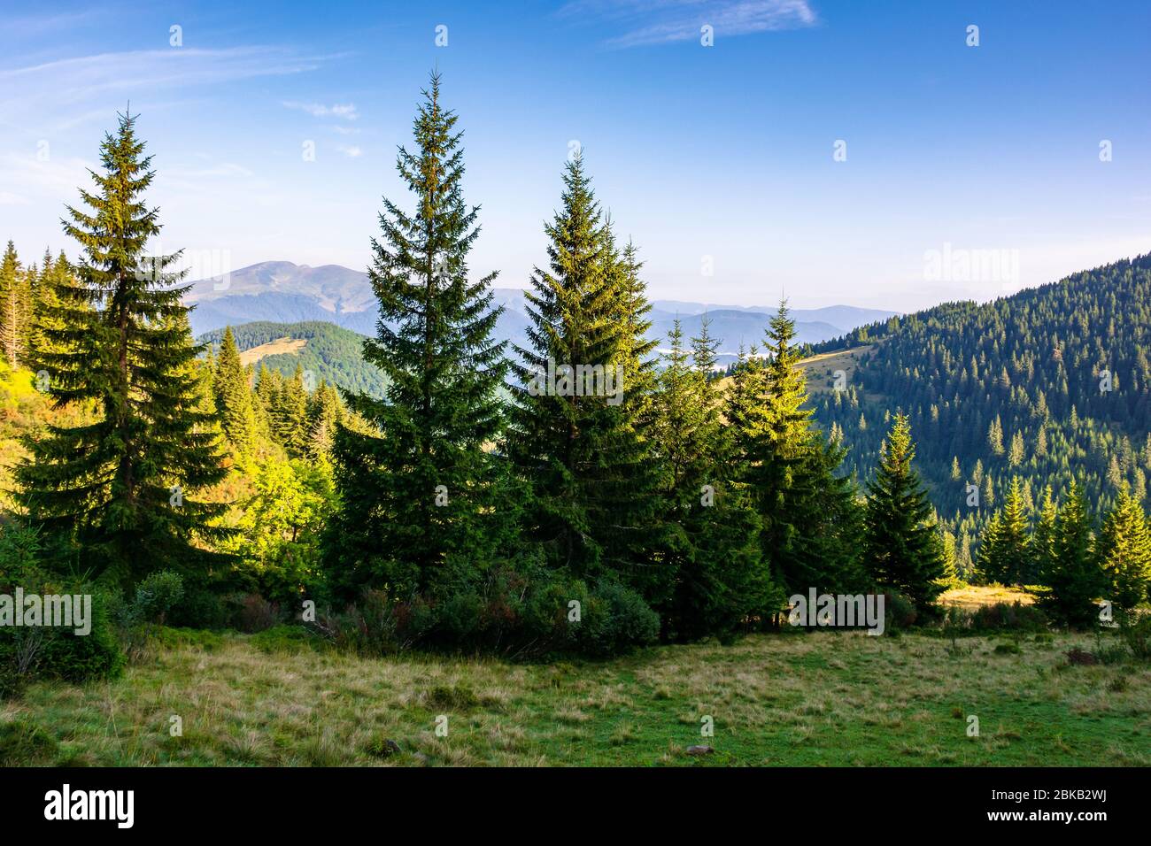 forêt sur la prairie herbeuse en montagne. beau paysage ensoleillé avec vallée lointaine pleine de brouillard. paysage incroyable du matin Banque D'Images