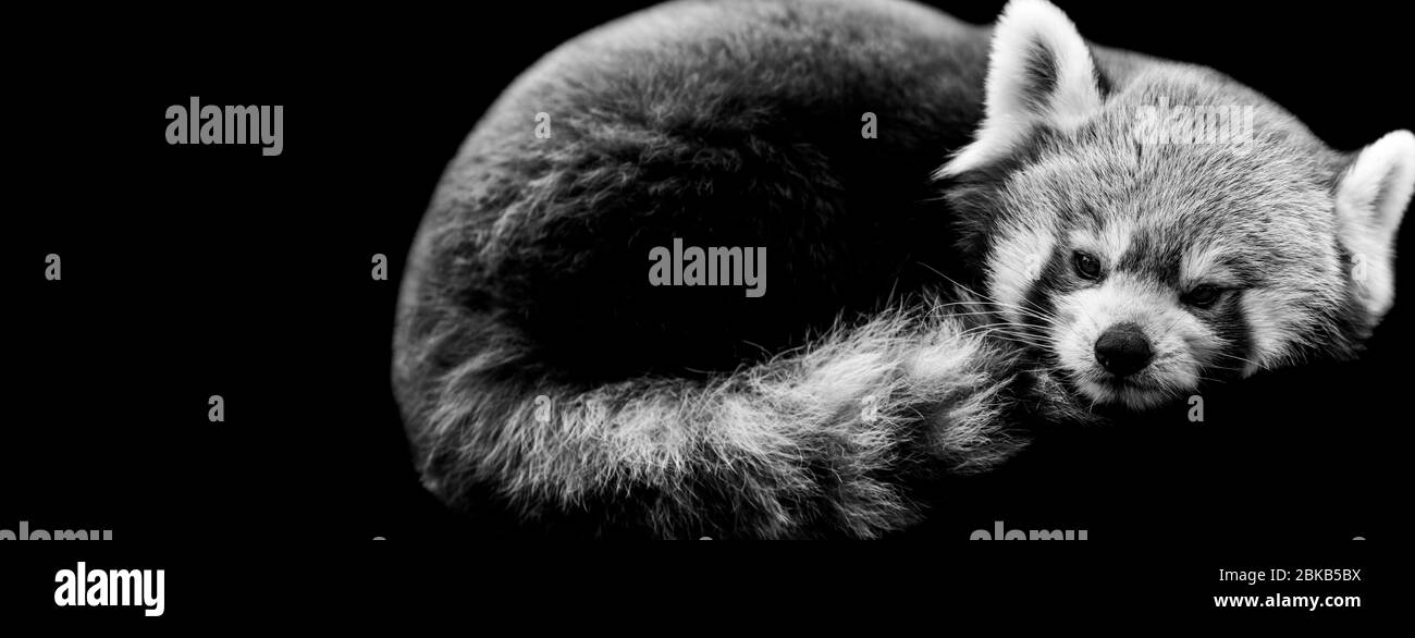 Panda roux dessin Banque d'images noir et blanc - Alamy