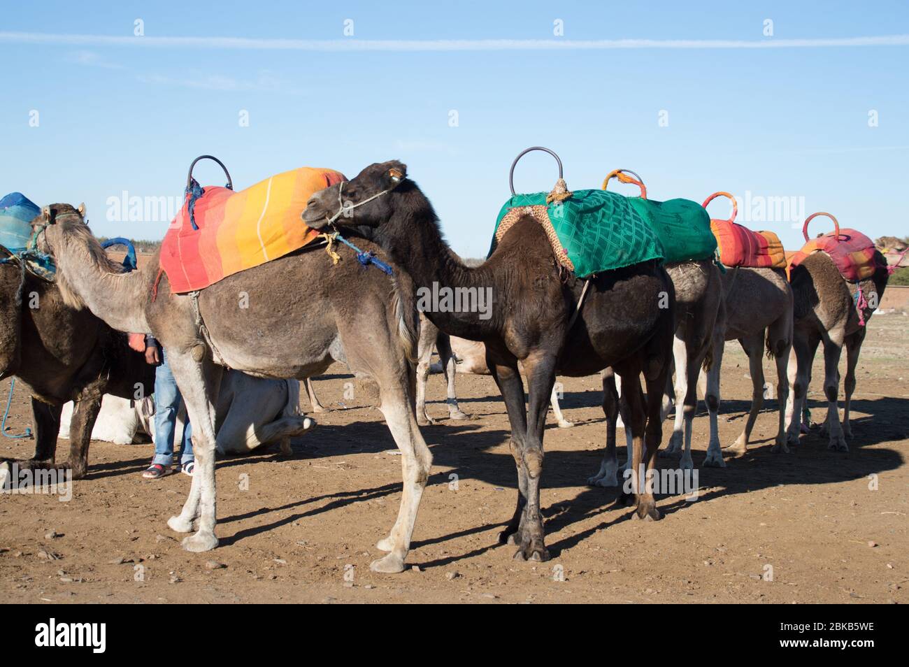 Dromadaires de chameaux avec coussin sur le dos se préparer pour les manèges touristiques à Marrakech, Maroc, Afrique du Nord Banque D'Images