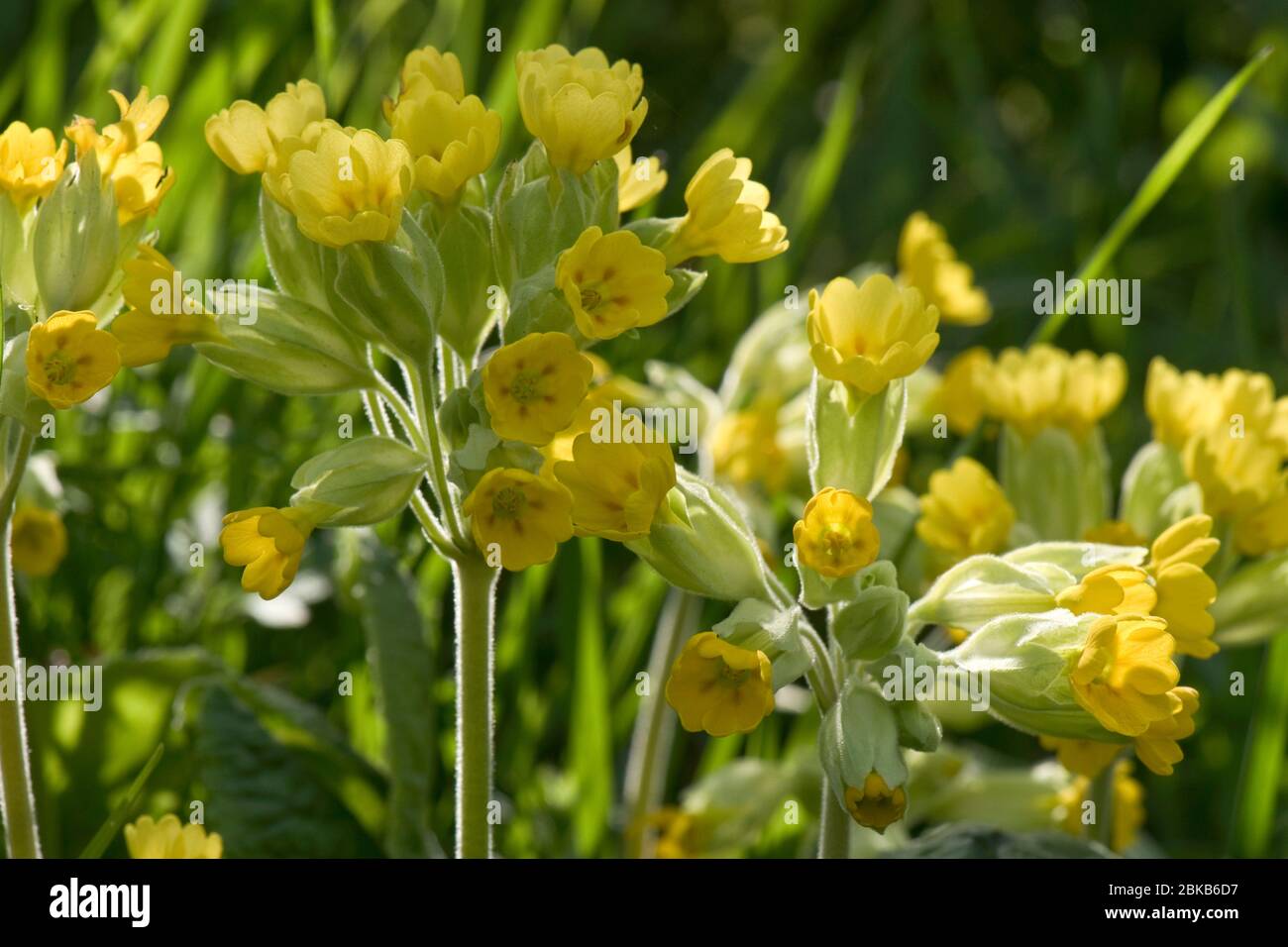 Lâches (Primula veris) une primula à plusieurs têtes en pleine fleur et rétroéclairé par le soleil de l'après-midi, avril, Berkshire Banque D'Images
