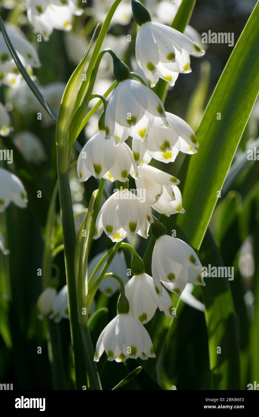 Flocon de neige d'été ou fleurs Loddon lily (Leucojum aestivum) rétroéclairées par le soleil de printemps après-midi, Berkshire. Avril Banque D'Images