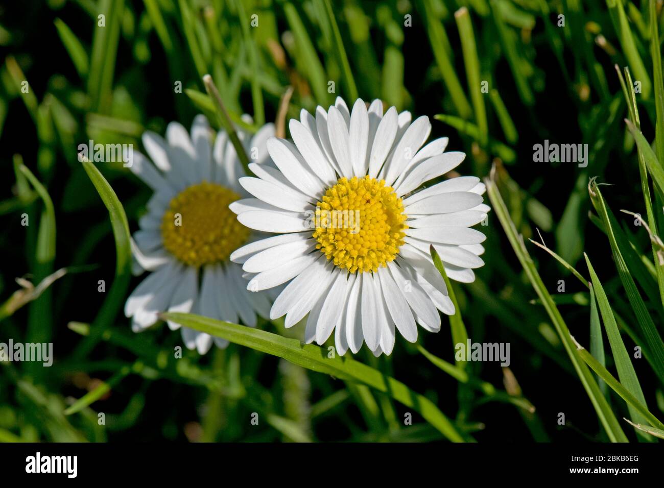Fleur d'une Marguerite commune (Bellis perennis) avec des fleurs de disques  de couleur blanche et jaune qui poussent dans une pelouse de jardin,  Berkshire, avril Photo Stock - Alamy