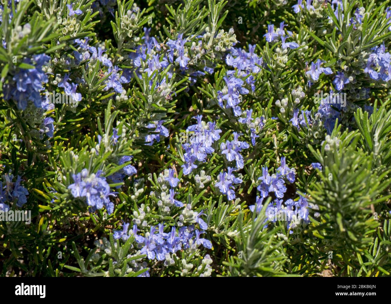 Fleurs bleues de romarin (Rosmarinus officinaris prostratus) sur herbe de prostrate attirante pour les abeilles et autres invertébrés, avril Banque D'Images