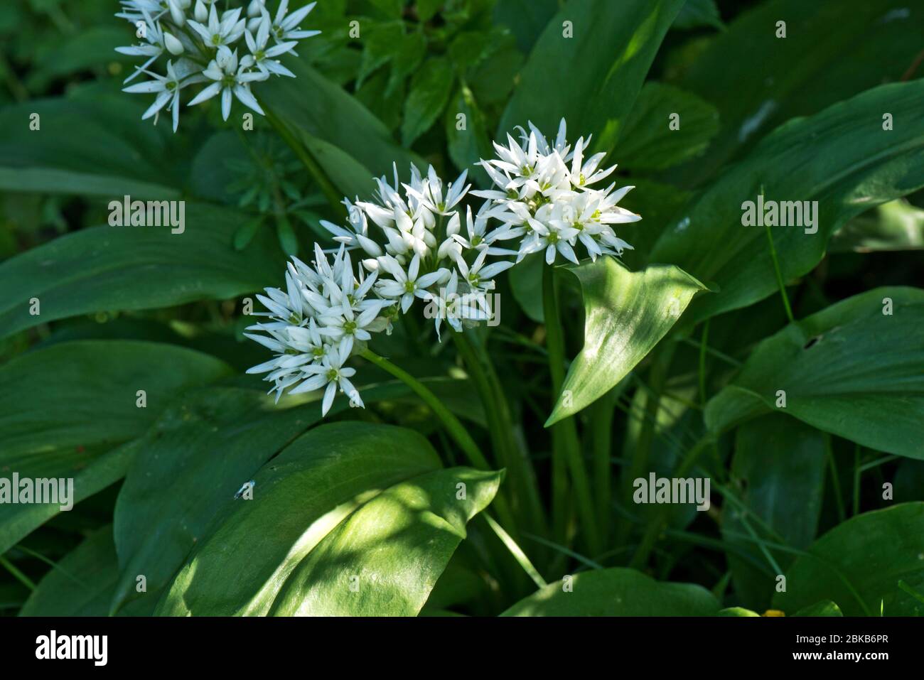 Ail sauvage ou ramsons (Allium ursinum) fleurs blanches d'une plante forestière avec des feuilles comestibles utilisées dans la cuisine, Berkshire, avril Banque D'Images