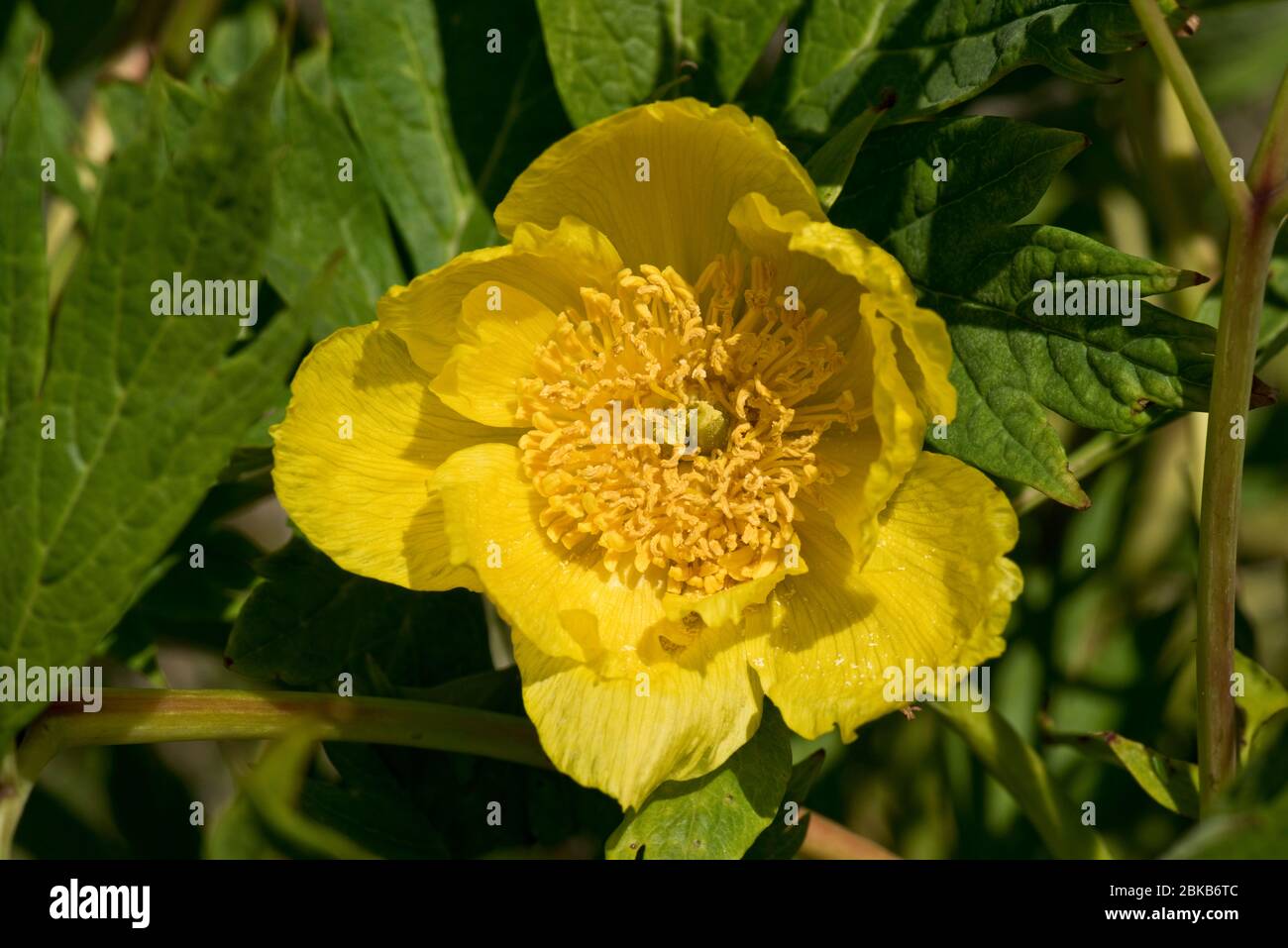 Pivoine des arbres de Ludlow ( Paeonia ludlowii) jeunes feuilles et fleurs en forme de soucoupe jaune, Berkshire, avril, Banque D'Images