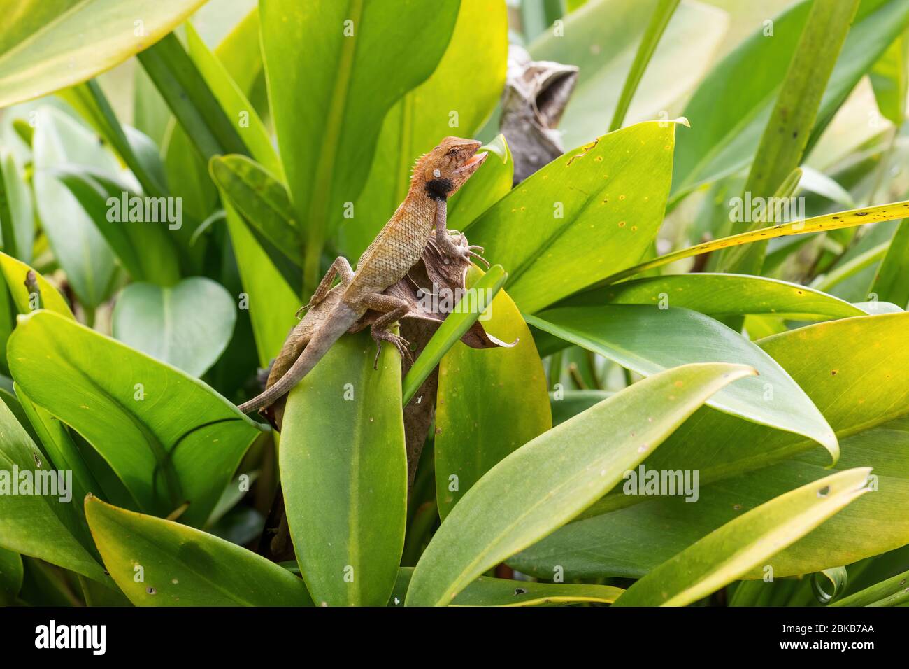 Oriental Garden Lizard - Calotes versicolor, lézard coloré et changeante provenant de forêts et buissons asiatiques, île de Pangkor, Malaisie. Banque D'Images