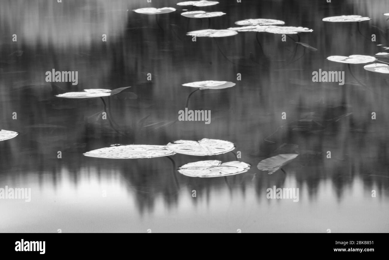 Lames et Frogbit flottant Banque D'Images