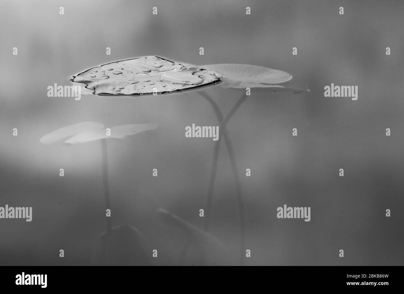 Lames et Frogbit flottant Banque D'Images