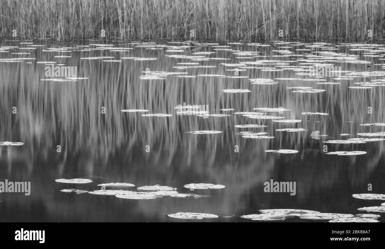 Lames et Frogbit flottant Banque D'Images