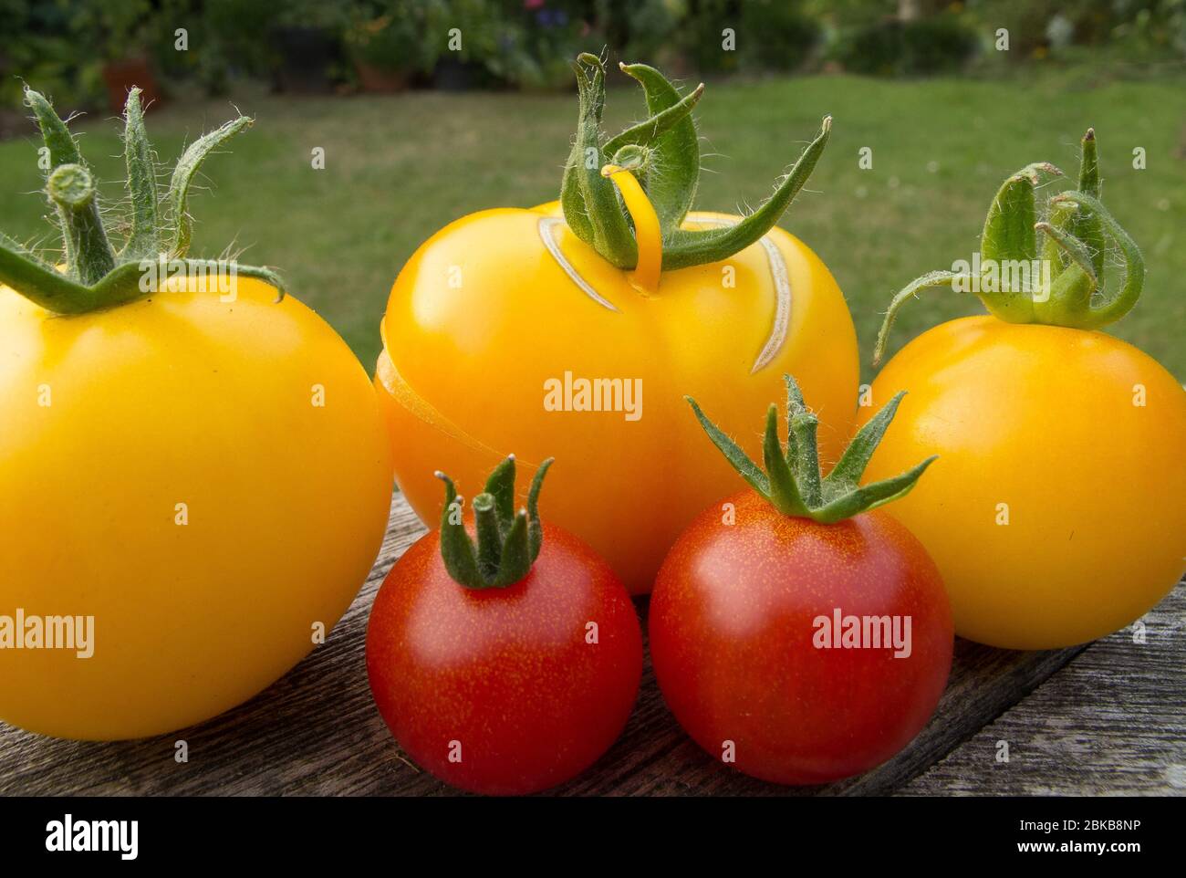 Groupe de cinq tomates (Lycopersicon esculentum), trois jaunes et deux rouges, sur une table de jardin Banque D'Images