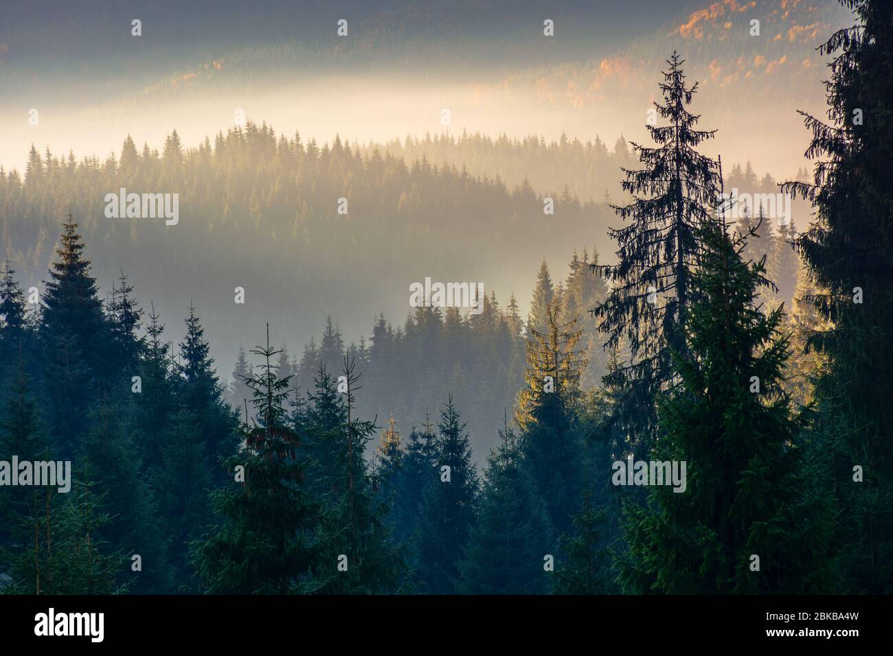 paysage forestier dans le brouillard. montagne derrière la brume lugueuse dans la vallée. arbres de pins silhouettes sur les collines devant un paysage ensoleillé d'automne Banque D'Images