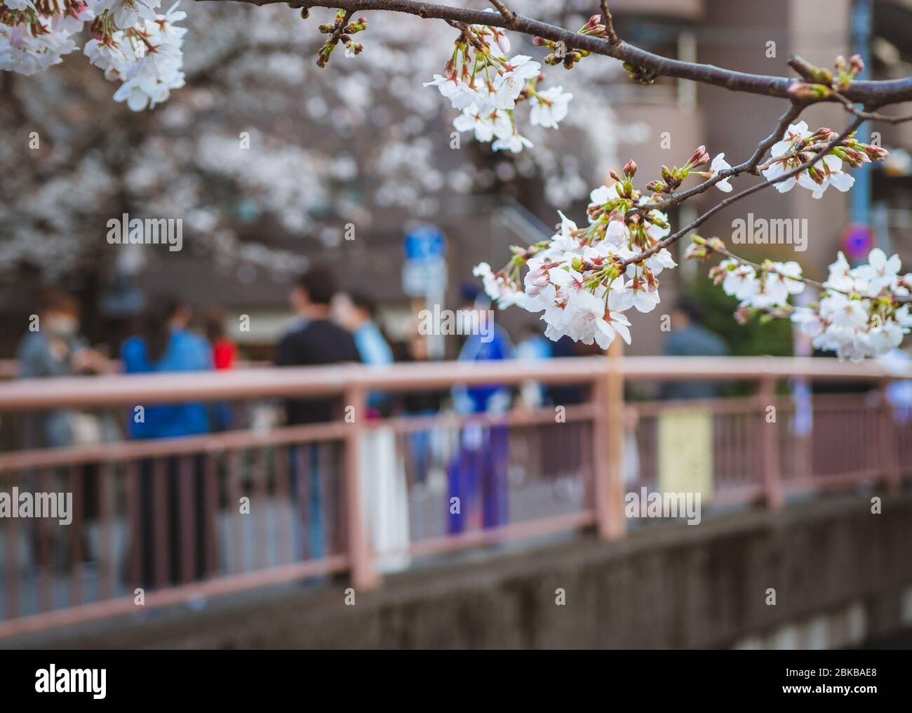 Cerisiers en fleurs en premier plan avec des touristes et des visiteurs hanami sur un pont à la rivière Meguro à Tokyo, Japon. Le garde de sécurité surveille les visiteurs. Banque D'Images