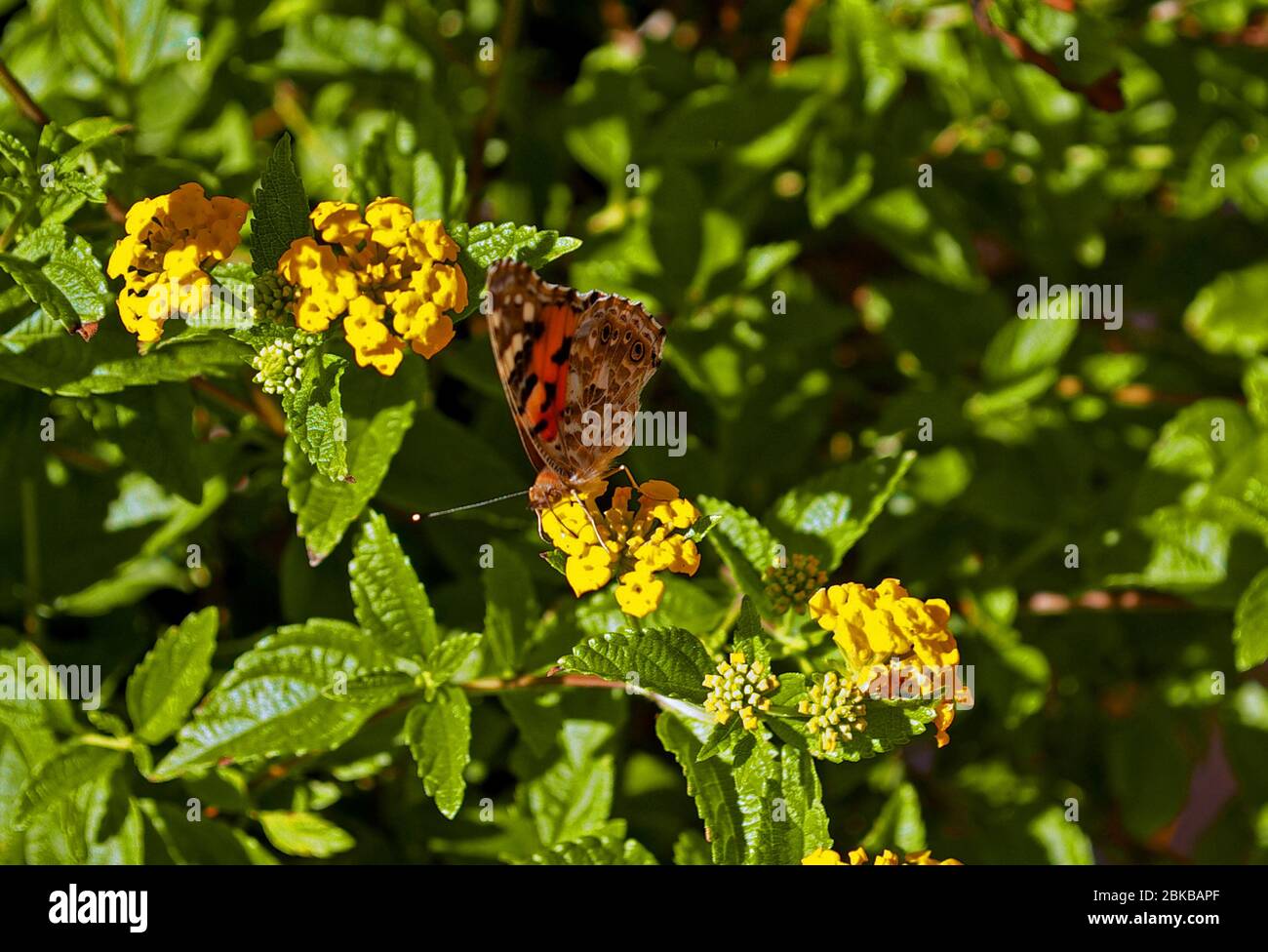 Papillon sur la fleur Banque D'Images