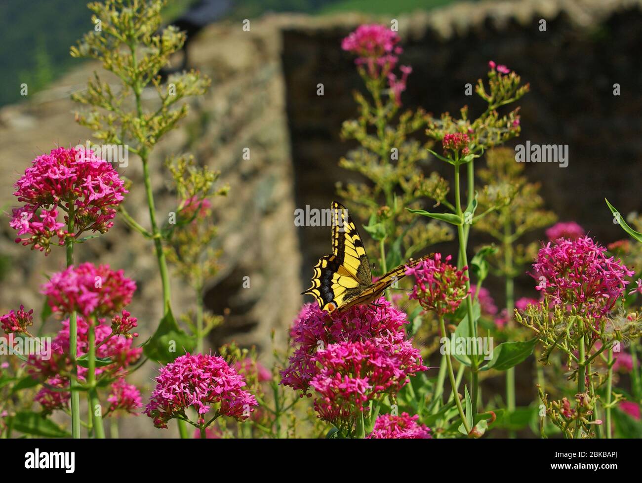 Papillon sur la fleur Banque D'Images