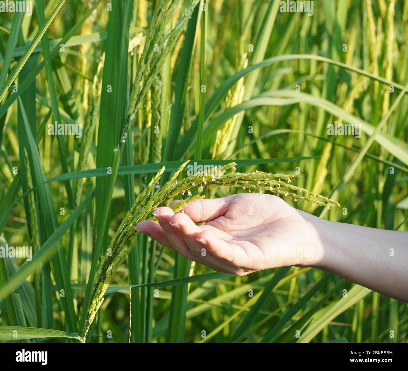 les mains de la femme tiennent les jeunes pics de riz dans le champ de riz Banque D'Images
