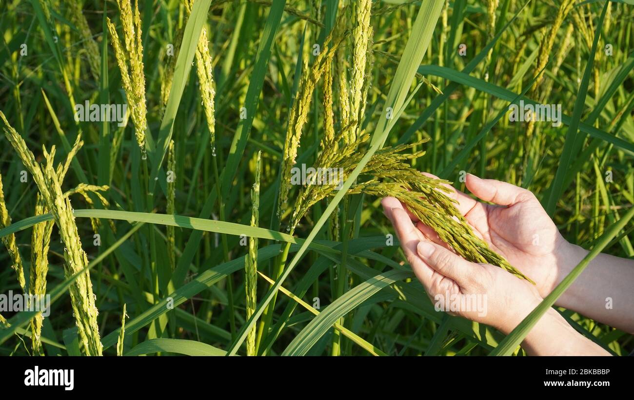 les mains de la femme tiennent les jeunes pics de riz dans le champ de riz Banque D'Images