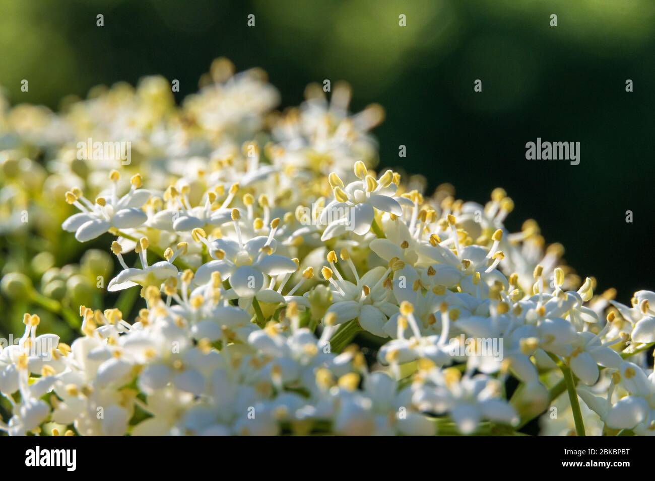 Fleurs blanches de la sureau noire américaine (Sambucus canadensis) - Davie, Floride, États-Unis Banque D'Images