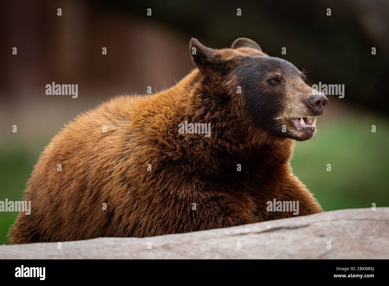 Ours noir dans la prairie Banque D'Images