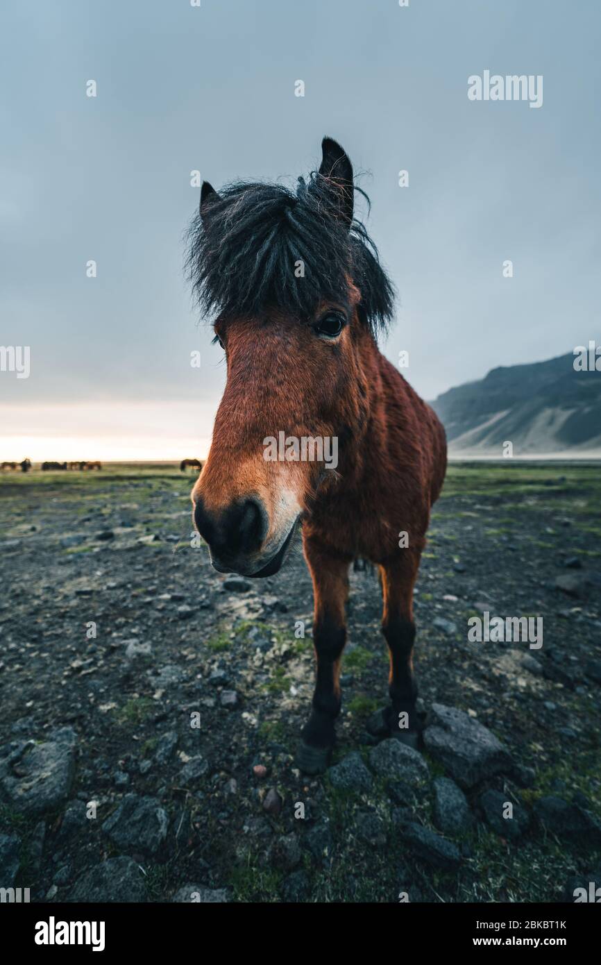 Chevaux Islandais sont très créatures uniques pour l'Islande. Ces chevaux sont plus susceptibles des poneys mais bien plus grand et ils sont capables de survivre Banque D'Images