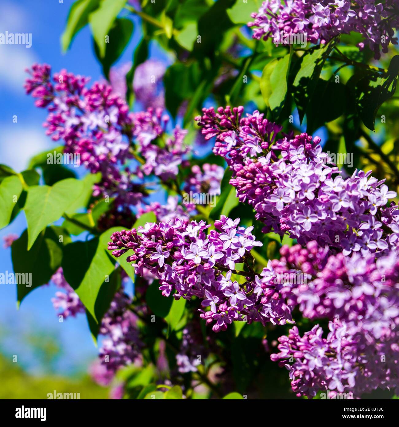 Brousse de lilas en fleurs sur fond de ciel bleu clair par une journée ensoleillée Banque D'Images