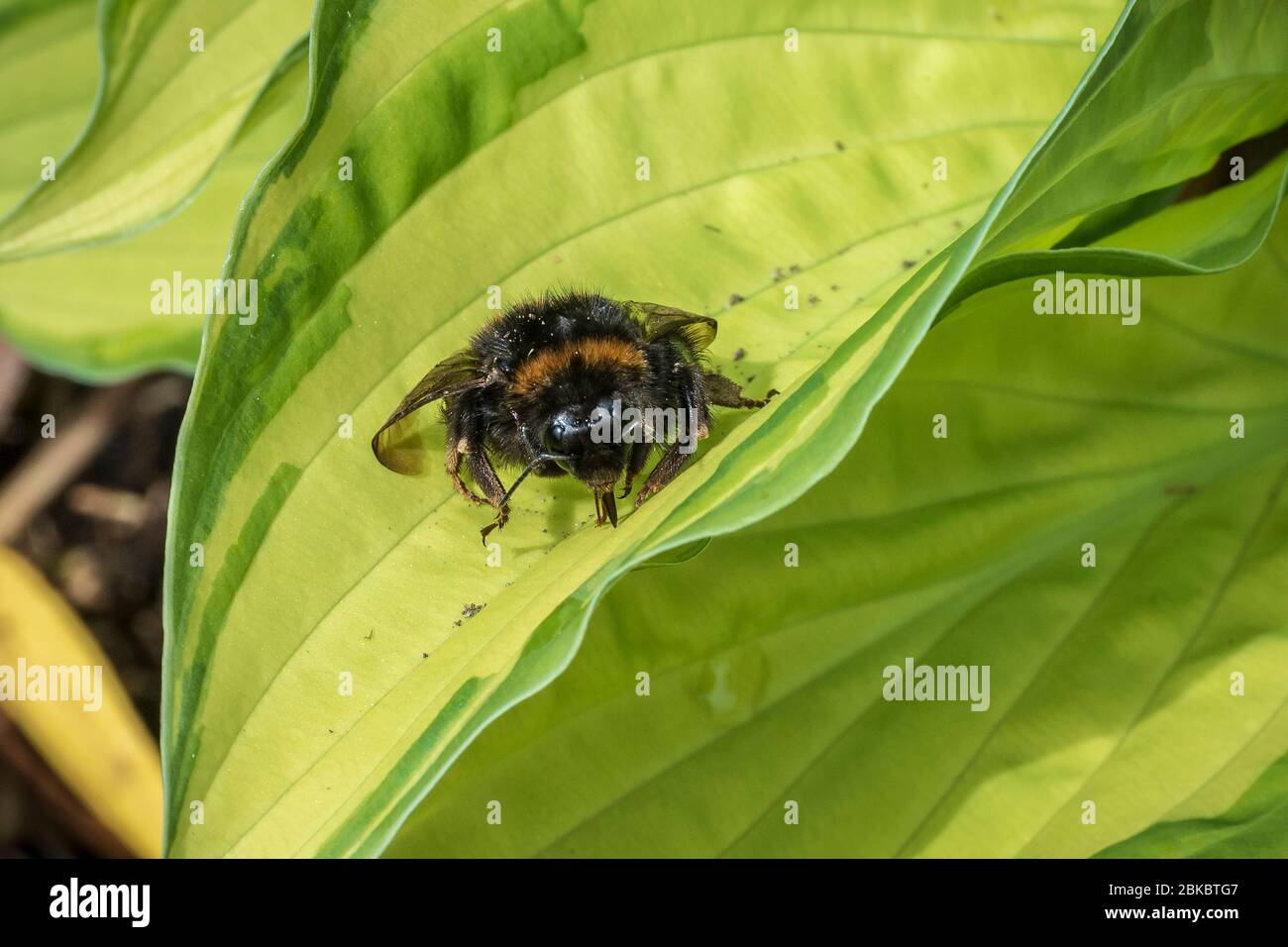 Abeille à bosse sur une feuille Hosta. Banque D'Images