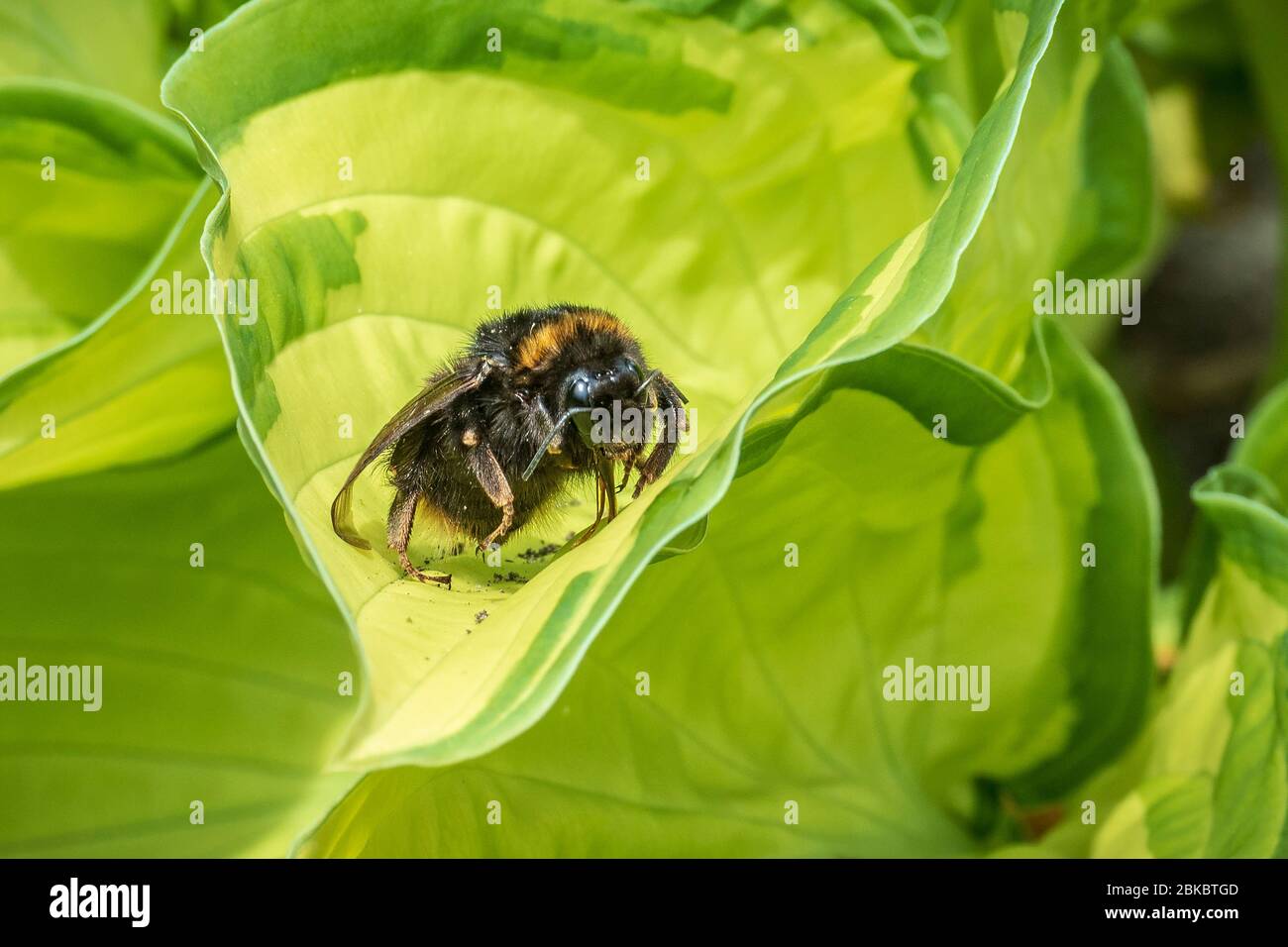 Abeille à bosse sur une feuille Hosta. Banque D'Images
