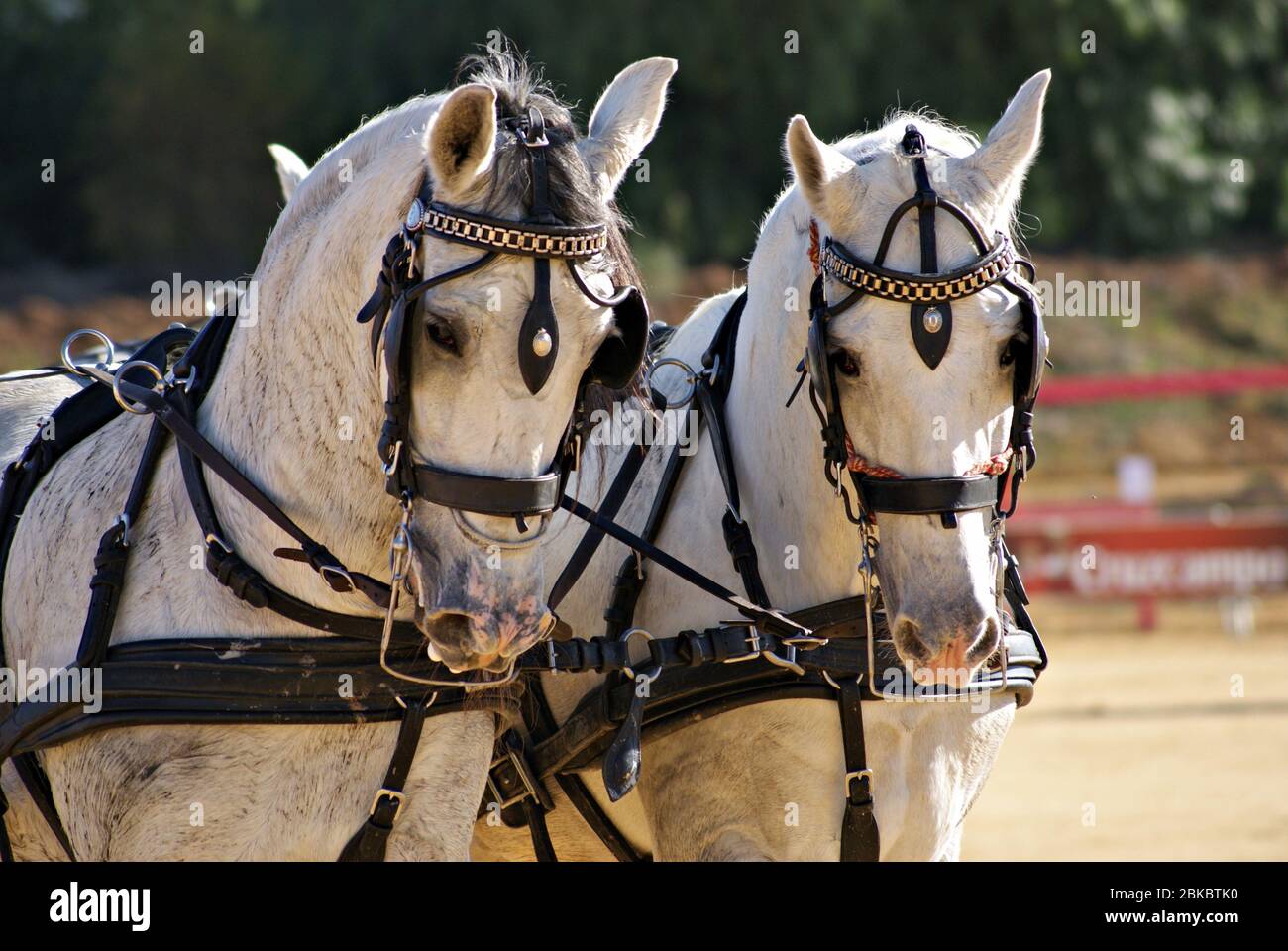 Deux chevaux espagnols blancs qui tirent un chariot lors d'un marathon Banque D'Images