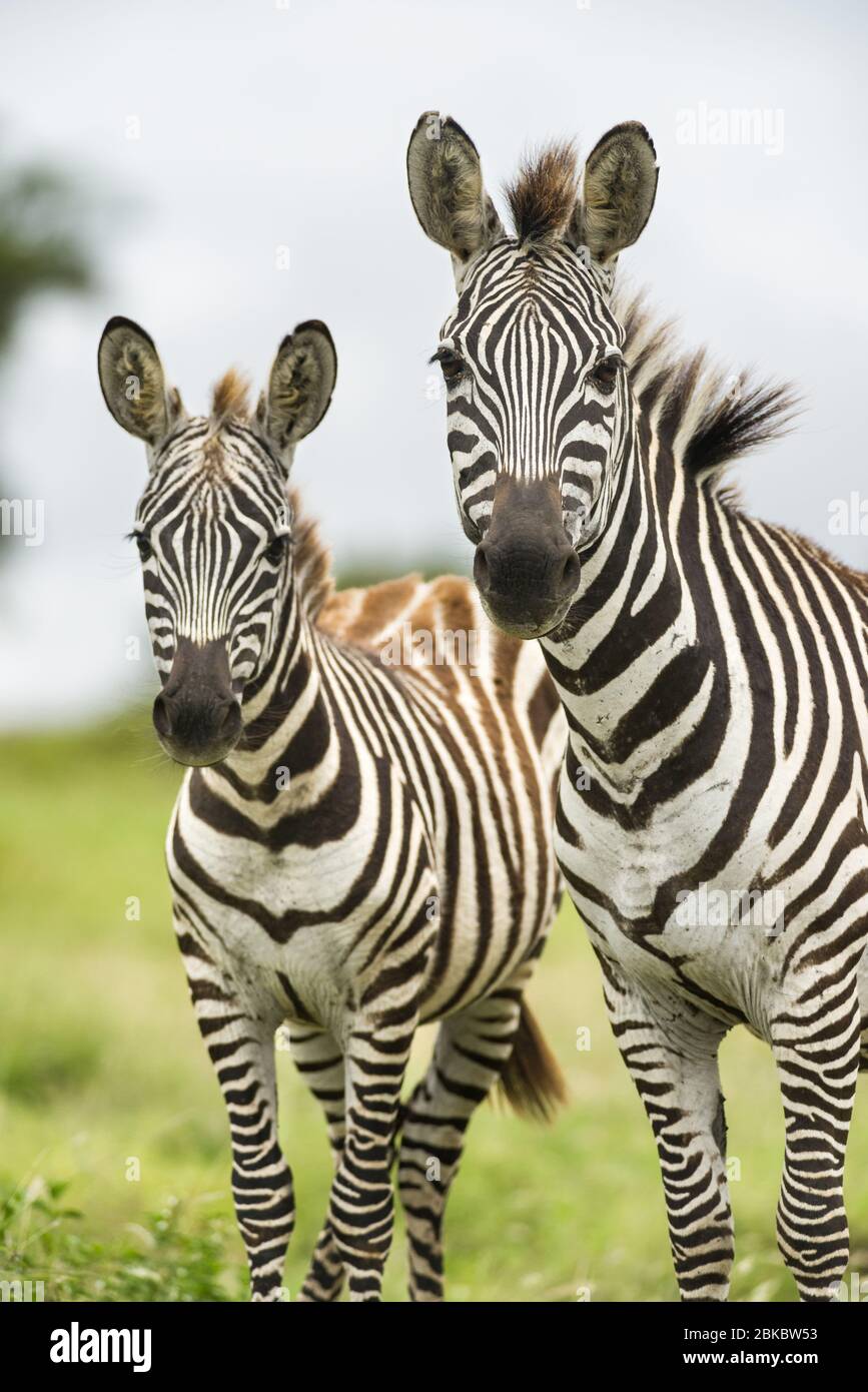 Une paire de zébrures de plaines communes (equus quagga), Kenya, Afrique de l'est Banque D'Images