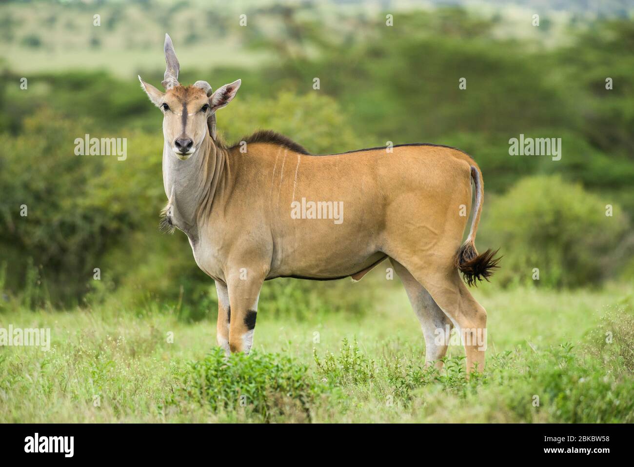 ArBull Common eland (Taurotragus oryx) avec corne déformée debout dans une herbages ouverte, Kenya, Afrique de l'est Banque D'Images