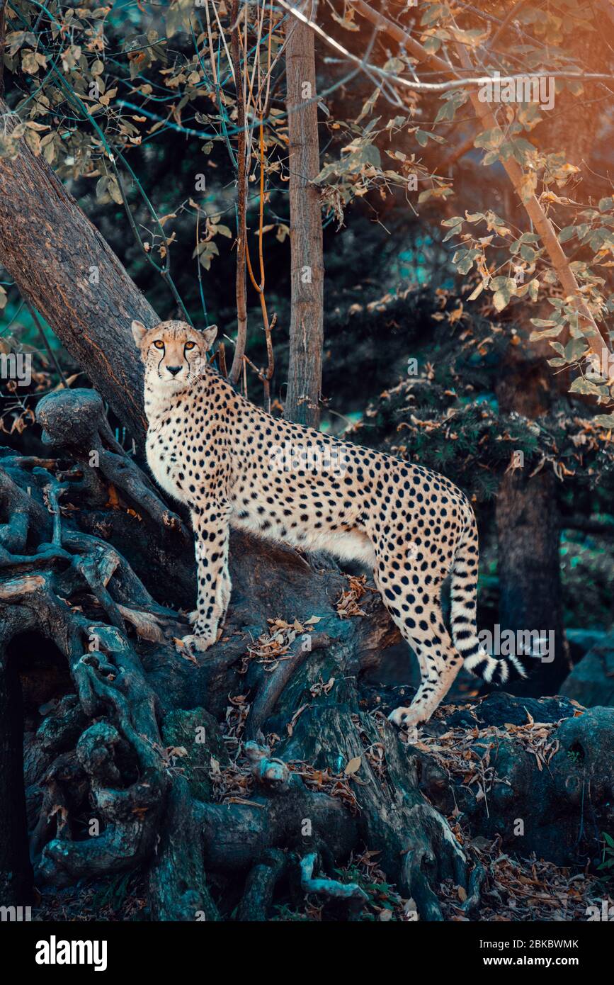 Portrait unique du Cheetah sur l'arbre dans la nature regardant l'appareil photo. Banque D'Images