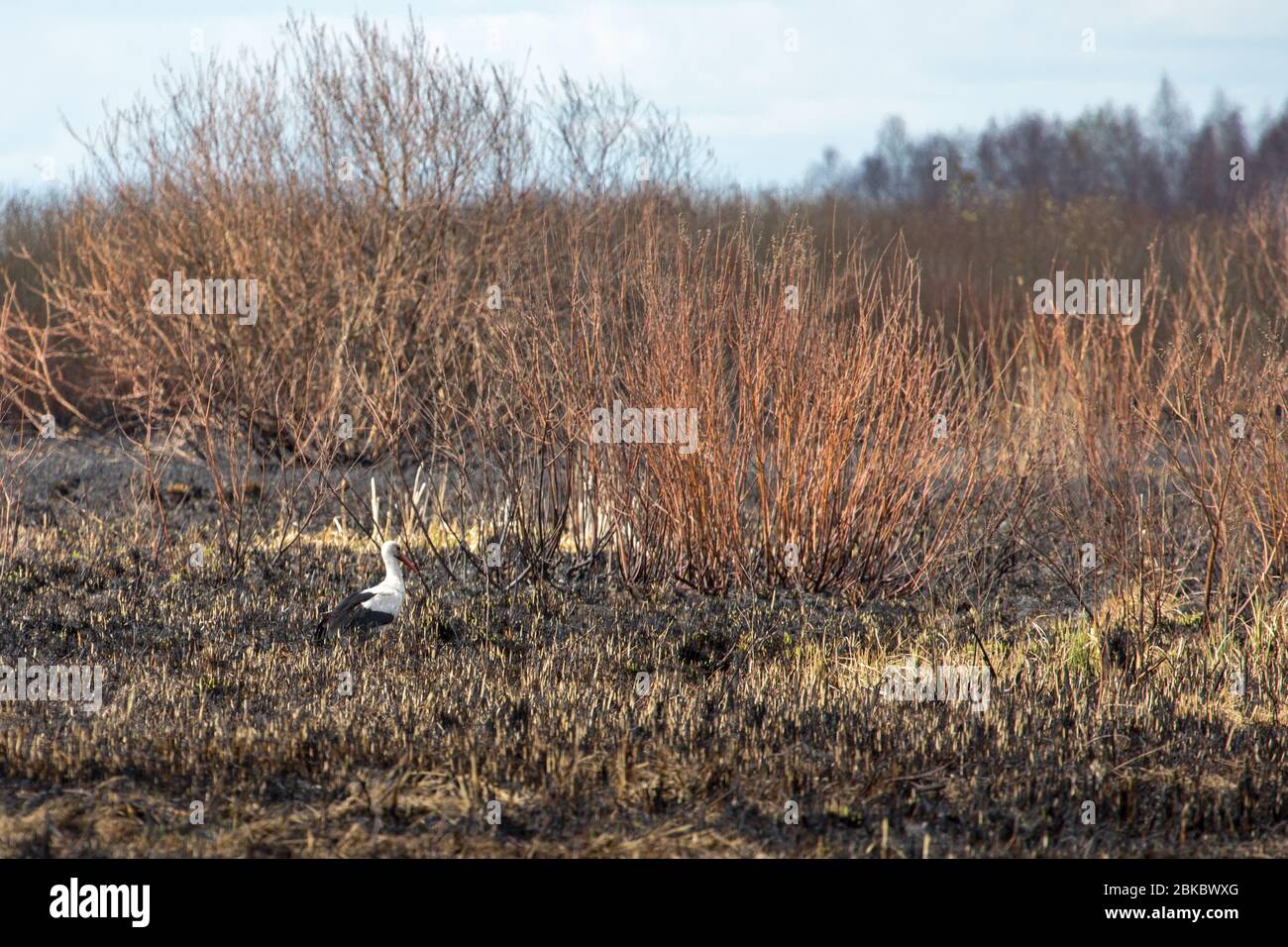 Après 2020 feu de forêt dans le parc national de Biebrza, Podlasie, Pologne. Six mille hectares de forêts et de prairies ont déjà brûlé Banque D'Images