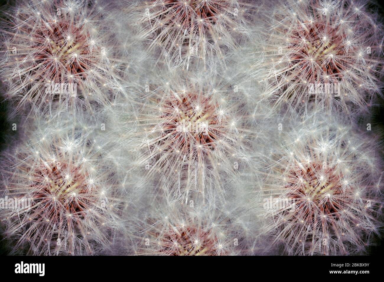 Collage d'horloges Dandelion. Répétition de symétrie Banque D'Images