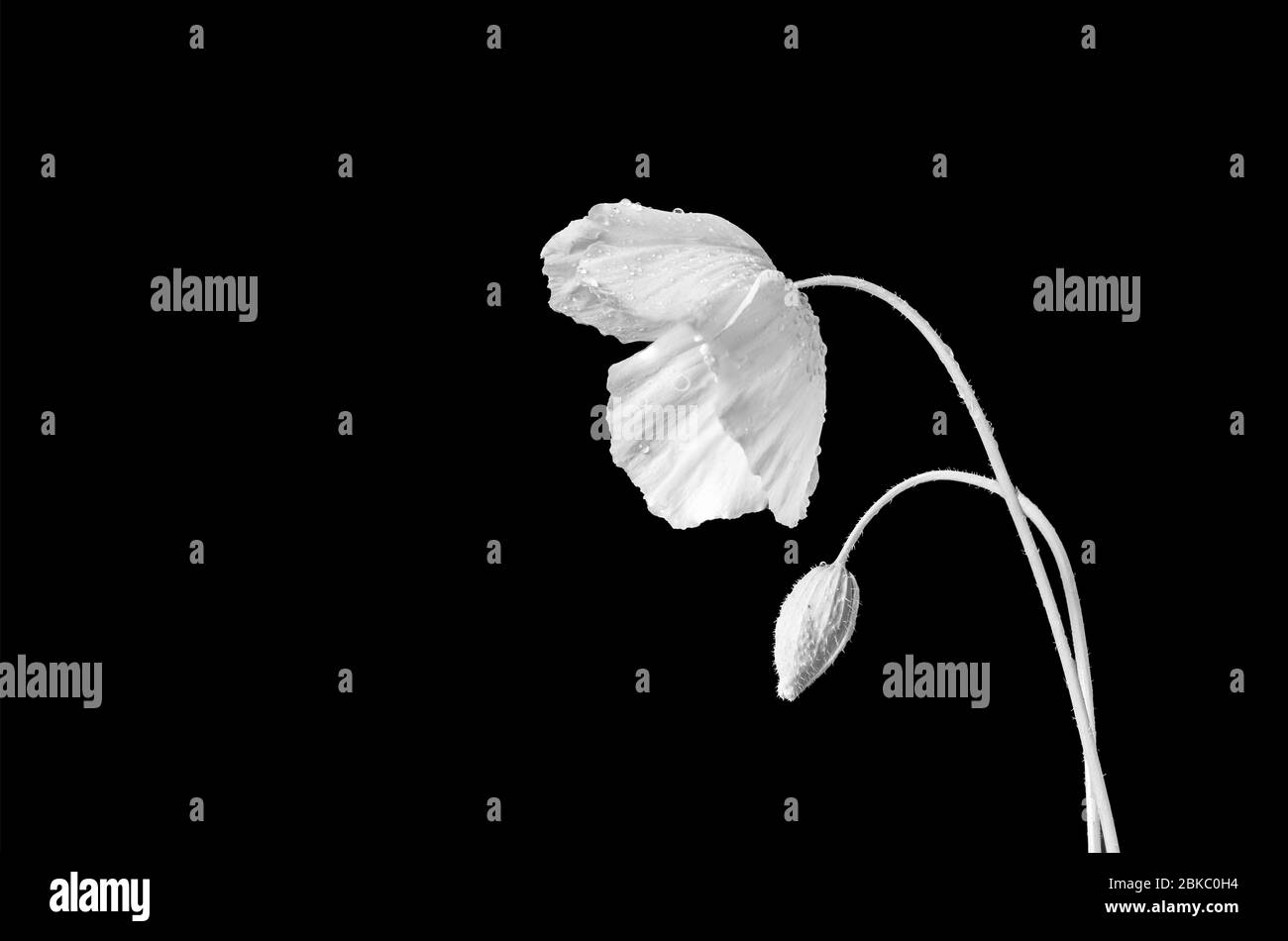 Coquelicot noir et blanc sur fond noir pur Banque D'Images