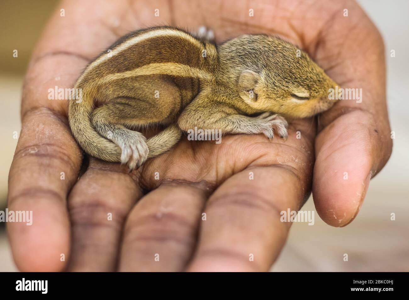 Bebe Ecureuil Banque D Image Et Photos Alamy