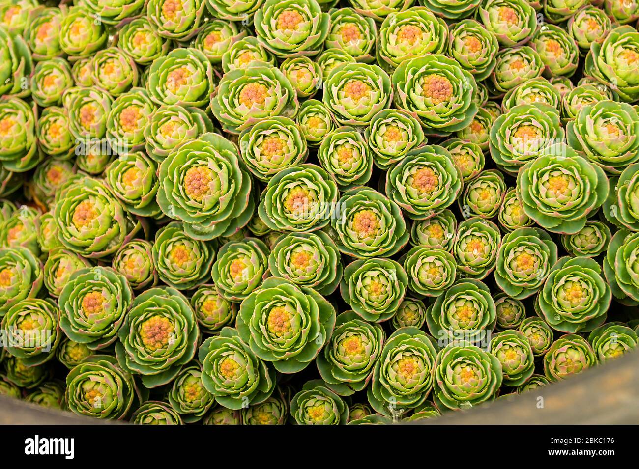 Tiges vertes de Rhodiola rosea au printemps.le beau fond gros plan. L'usine est utilisée pour la médecine de fabrication Banque D'Images
