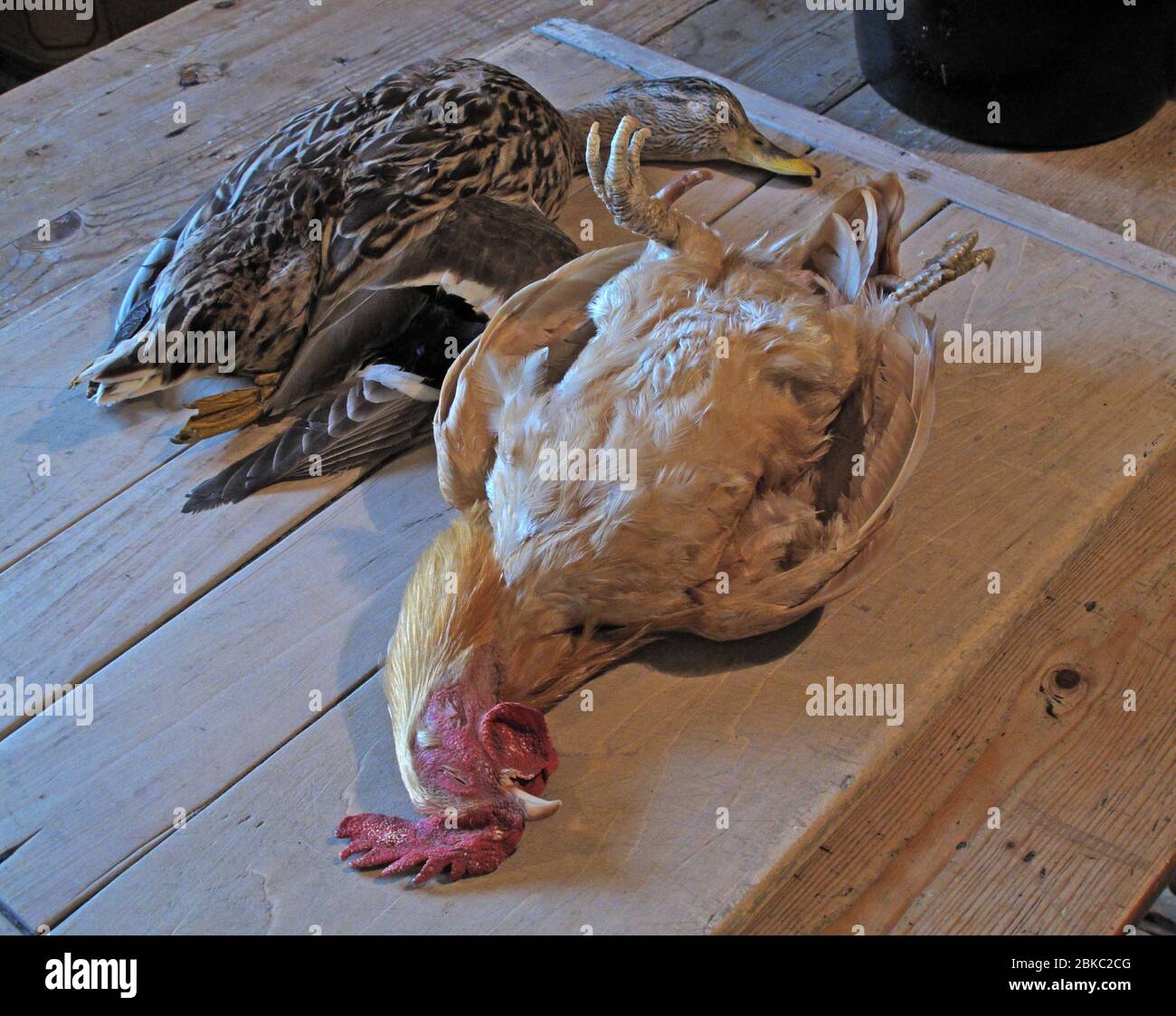 Gibier, canard, poulet prêt à être préparé pour le dîner, dans une grande cuisine Banque D'Images