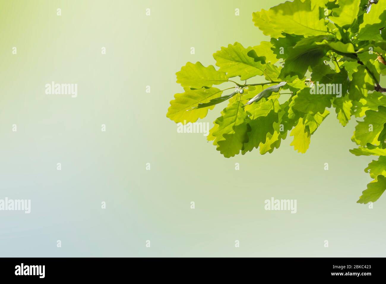 branche de feuilles de chêne vert avec arrière-plan défoqué Banque D'Images