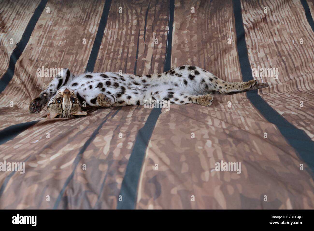 chat léopard asiatique très sympathique et ludique en france sur fond Banque D'Images