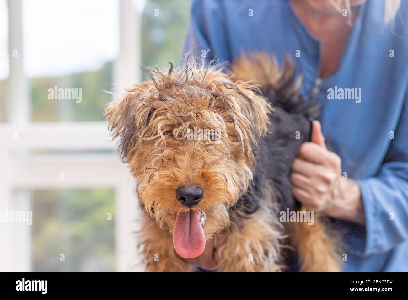 Toilettage du chien de terrier gallois par groomer professionnel. Chien regarde la caméra. Banque D'Images