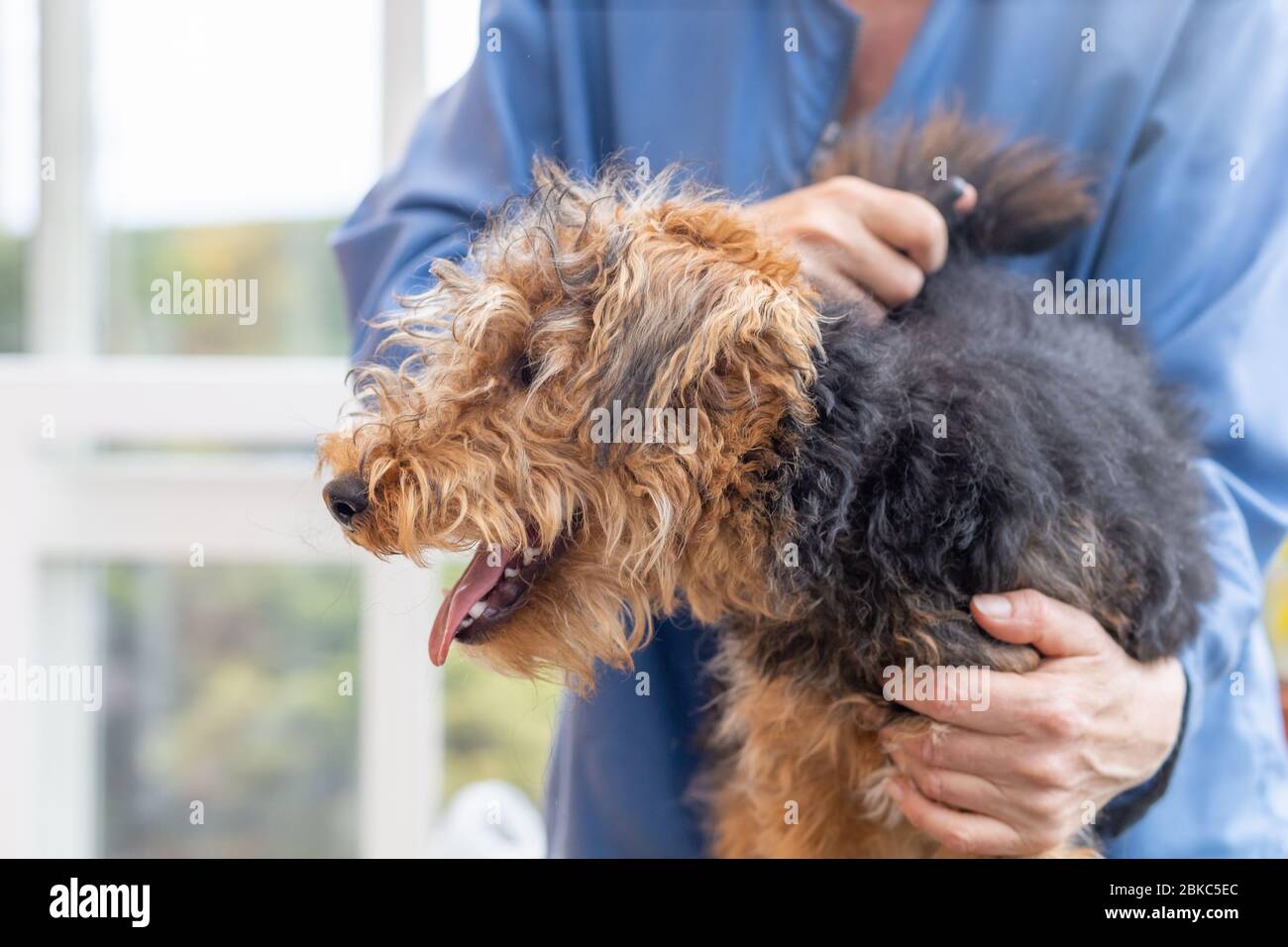 Tonte du chien de terrier gallois par un gros-tondeuse professionnel. Chien regarde le côté. Banque D'Images