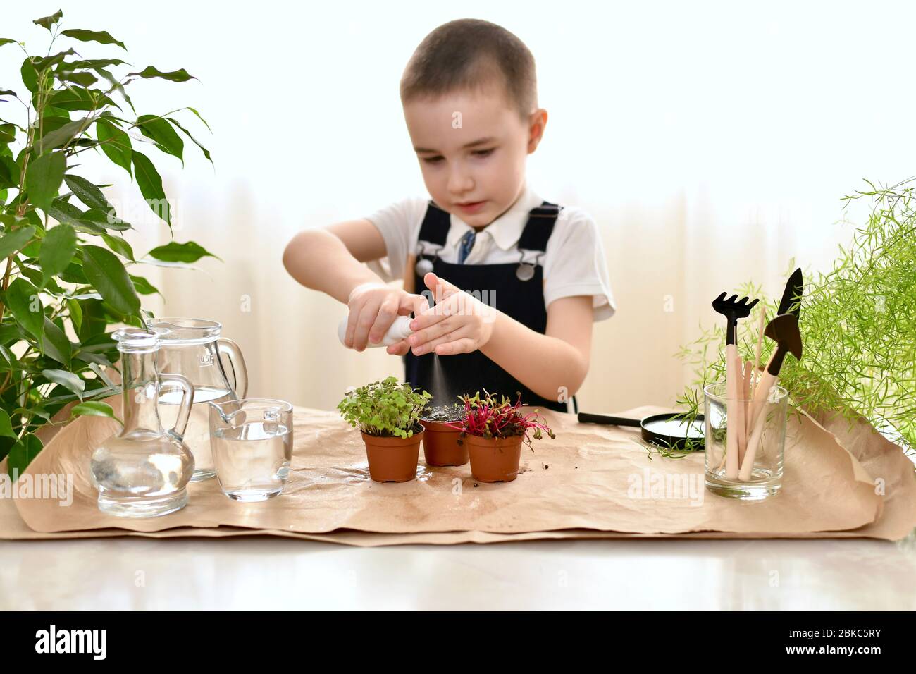 L'enfant prend soin des micro-verts dans les pots. Le garçon vaporise de l'eau du spray avec un effort de deux mains. Banque D'Images