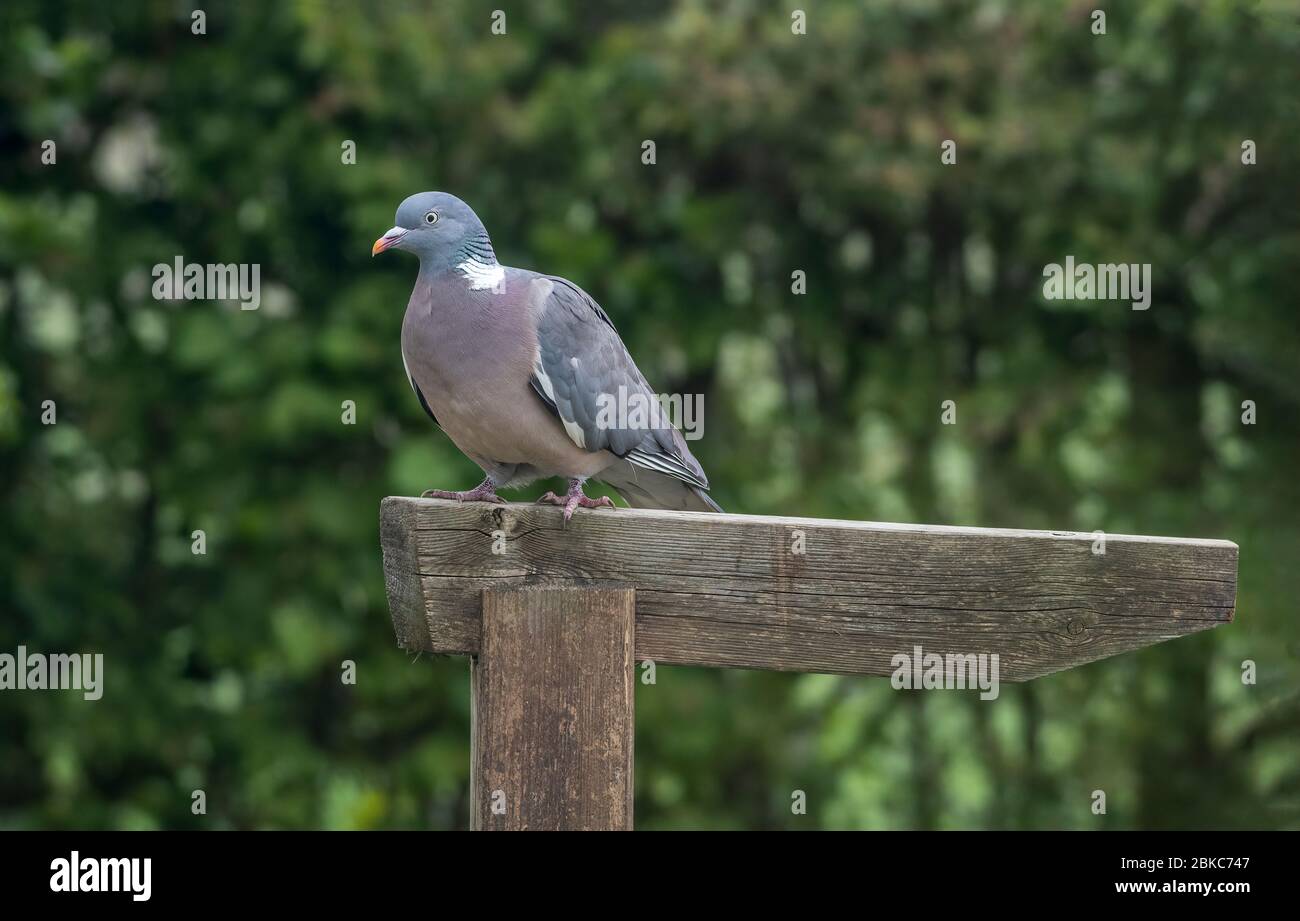 Bois commun Pigeon Columba palumbus debout sur un panneau de bois vierge Banque D'Images