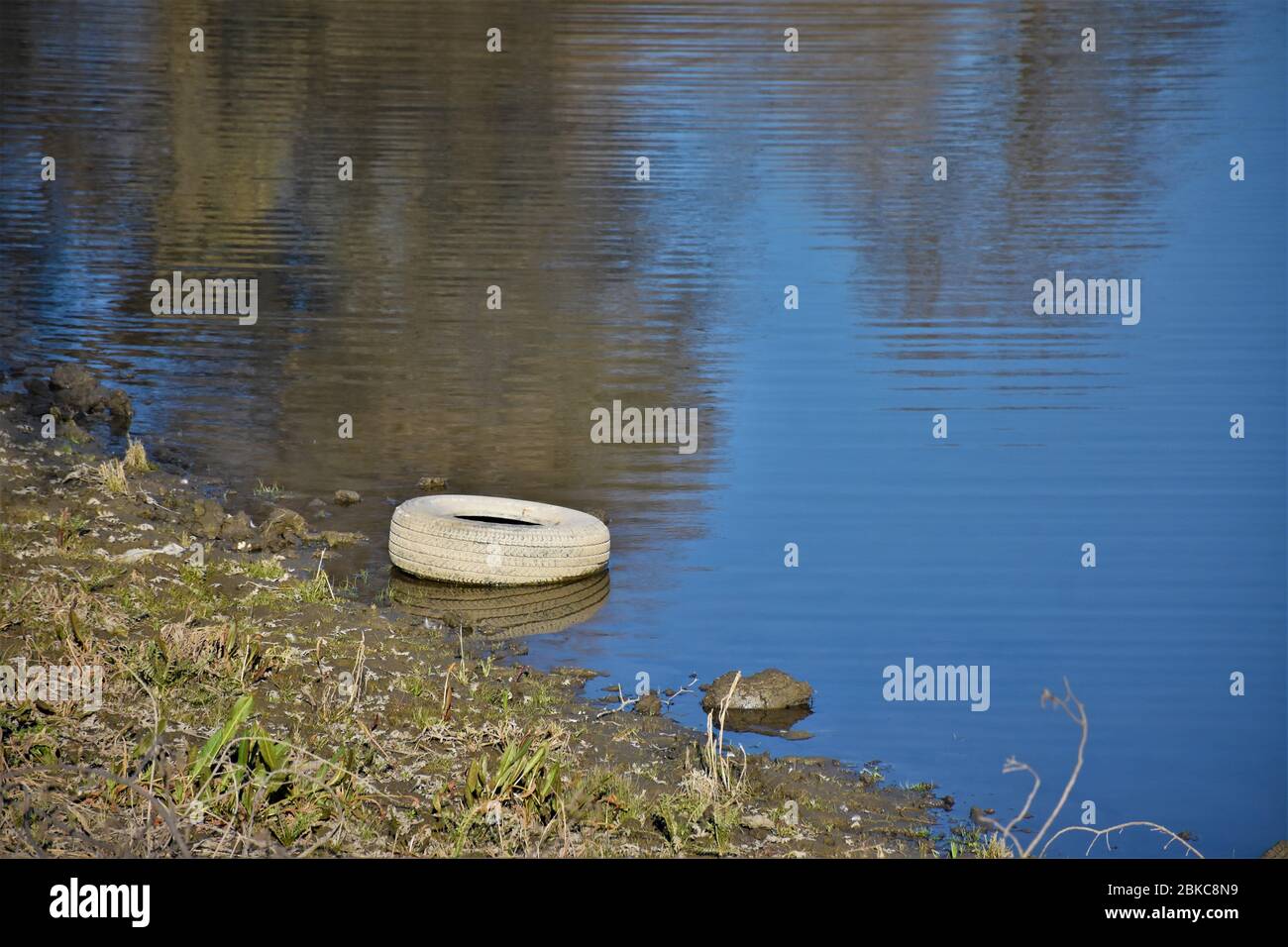 Les pneus de voiture usagés sont jetés en les jetant dans un bassin de rétention d'irrigation agricole sous forme de litière et de pourrauge lors de la sécheresse en Californie Banque D'Images