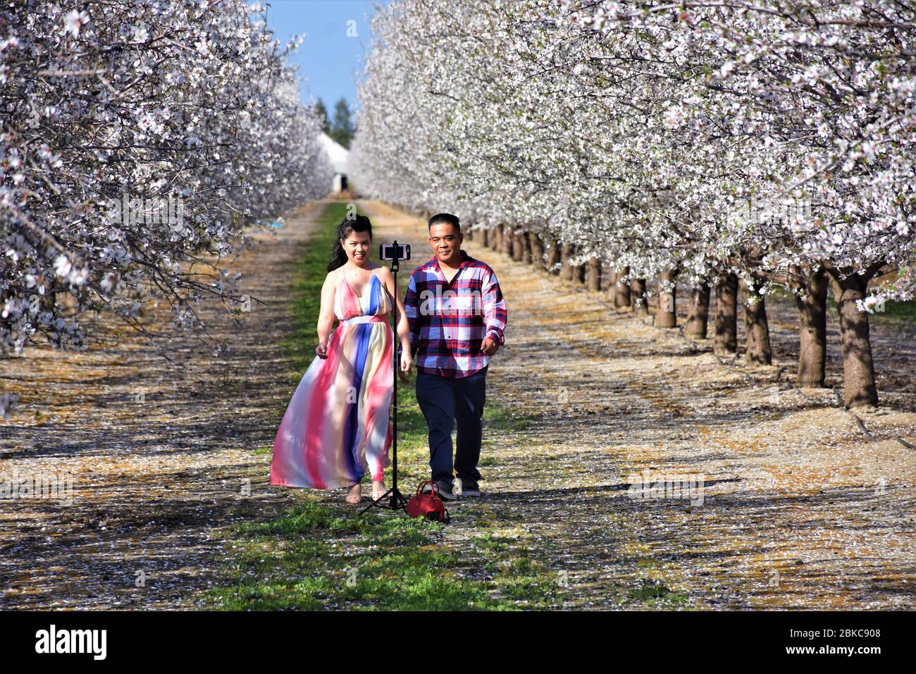 Jeune couple asiatique de souche faisant des selfies dans les fleurs d'un verger d'amandiers dans la vallée centrale de Californie, Sacramento, des semaines avant de se marier Banque D'Images