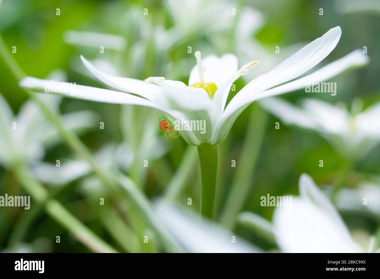 Une petite araignée serpente une toile sur une belle fleur blanche dans le jardin Banque D'Images