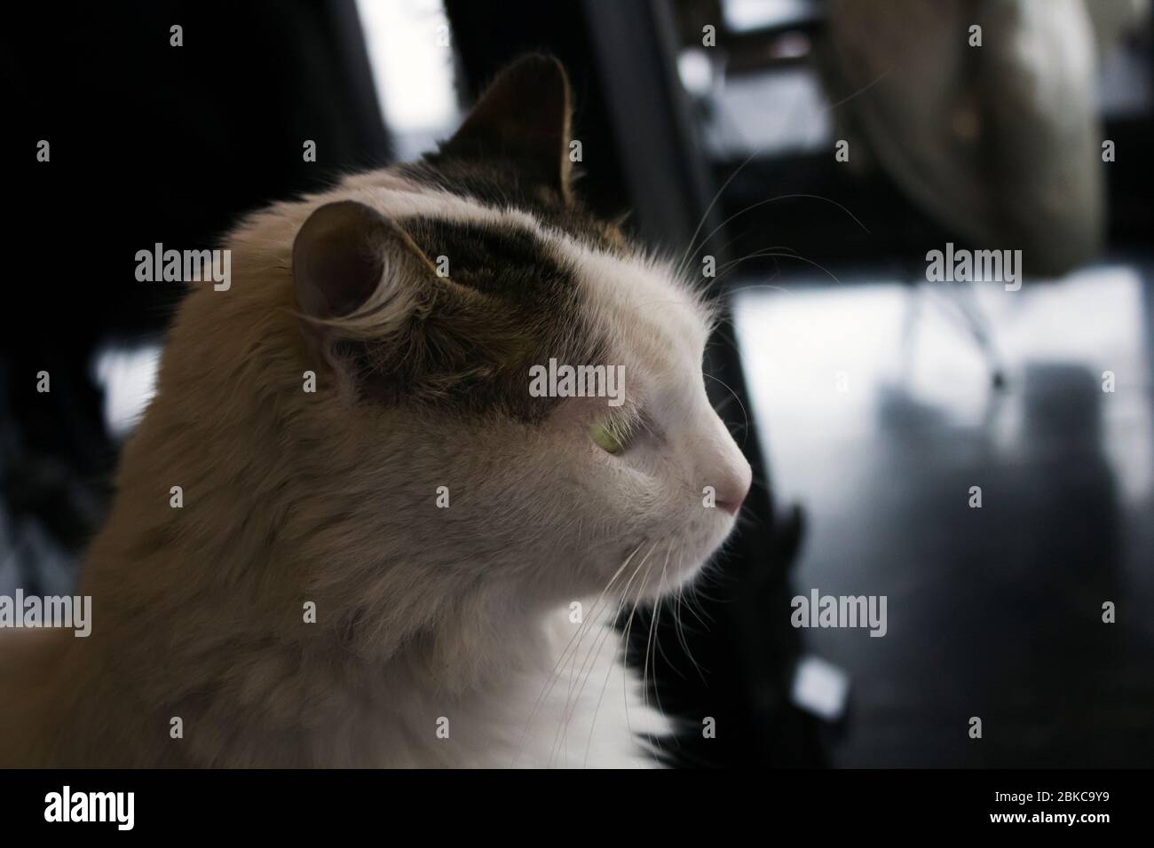 Portrait de profil d'un chat brun-blanc en étoile à droite. Vue intérieure, conditions de lumière ambiante. Banque D'Images