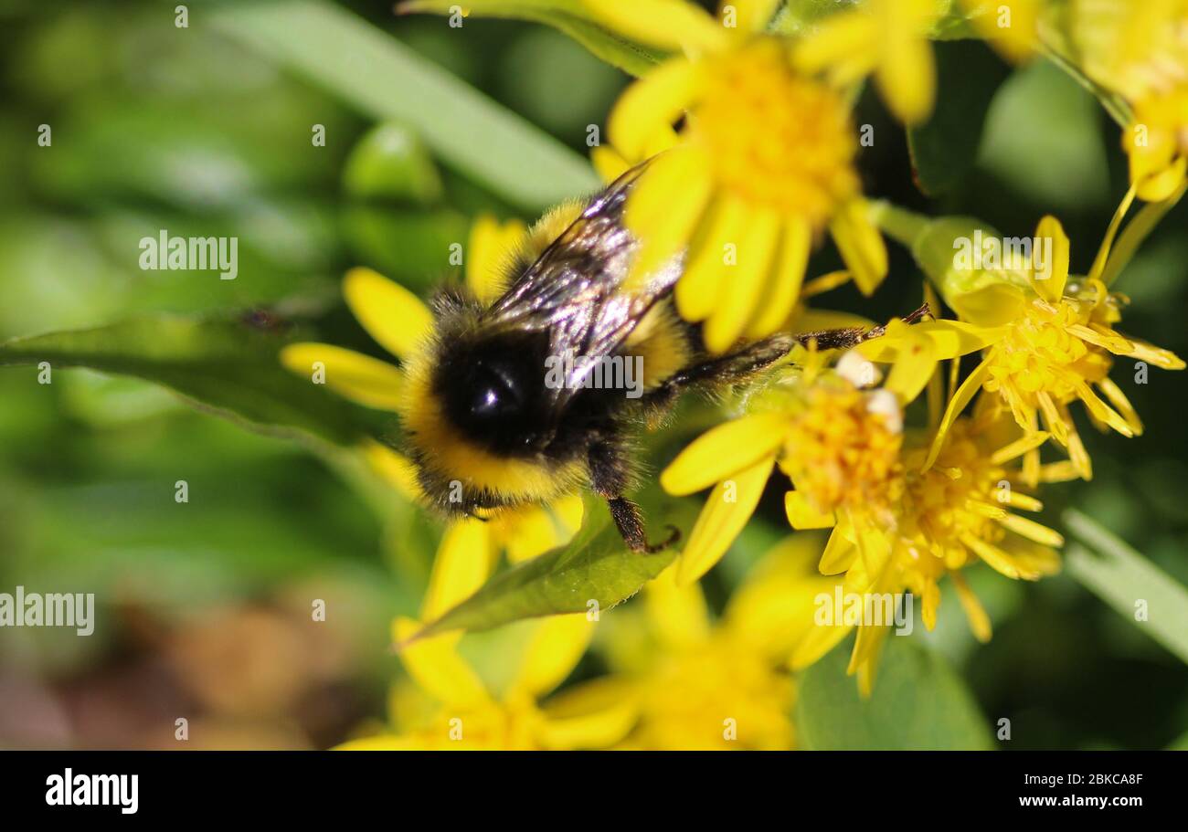 Gros plan sur le cryptarum de Bombus, aussi connu comme le bourdon cryptique Banque D'Images