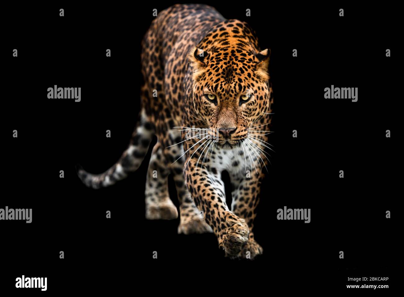 Panther avec un fond noir Banque D'Images